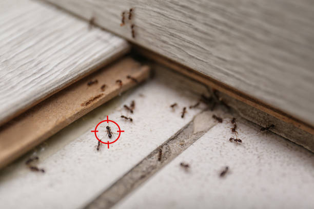  Williamsburg, FL Pest Control Pros