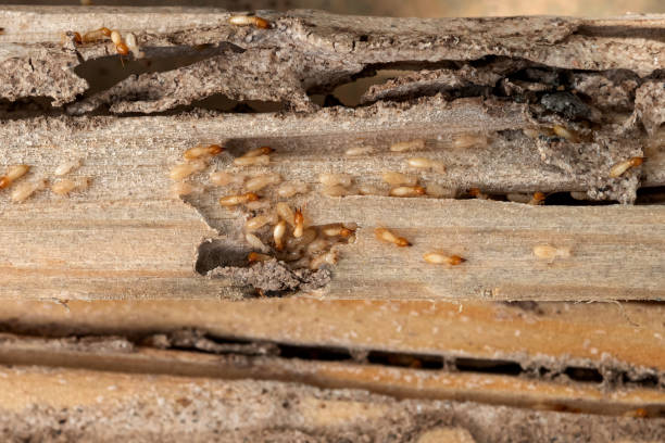 Best Pest Inspection Near Me  in Williamsburg, FL