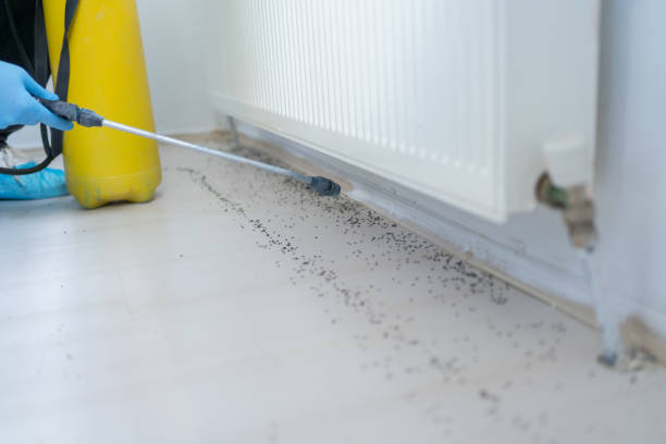 Best Local Pest Control Services  in Williamsburg, FL