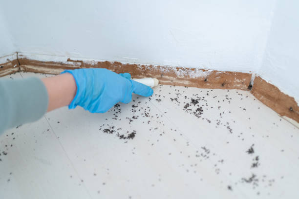 Best Ant Control Services  in Williamsburg, FL