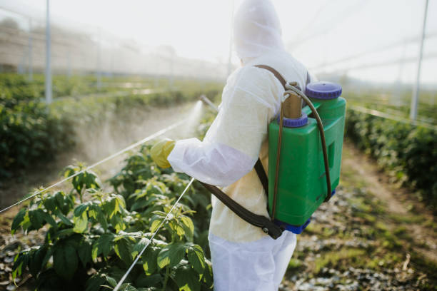 Best Ant Control Services  in Williamsburg, FL